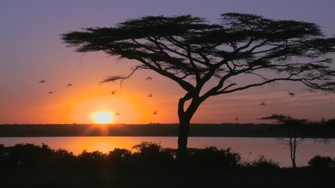 Birds fly through a beautiful sunset shot on the plains of Africa with acacia tree foreground.