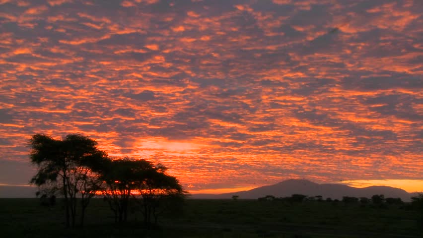 A gorgeous orange sunset over the plains of Africa with acacia trees in foreground.