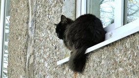 Black cat on the house window