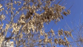 Tree branches with seeds waving on wind