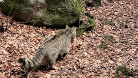 4K footage of a Wildcat (Felis silvestris) in the Bayerischer Wald National Park in Bavaria, Germany. The wildcat is a small cat found throughout most of Africa, Europe and Asia
