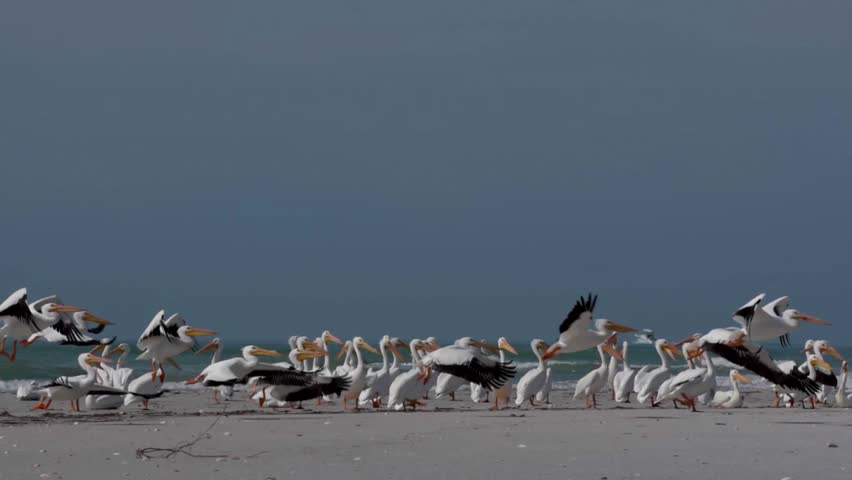White Pelicans taking off of Florida