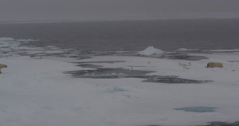 Wide shot of two polar bears resting near a seal carcass in slow motion with gulls and ocean and bloody snow - A005 C143 0710LI