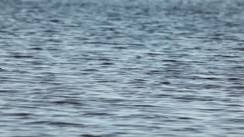 Wild goose family swimming in the lake