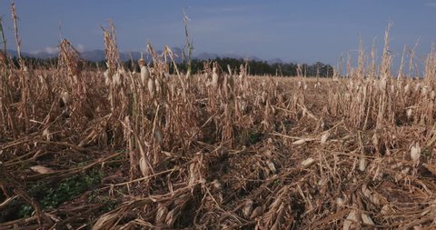 4K moving shot of corn fields devastated by drought and hail. Climate change and global warming