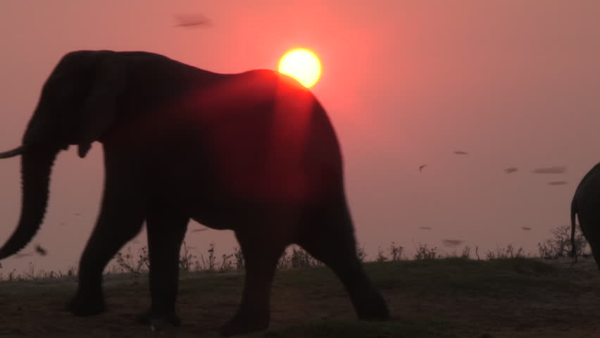 Elephants in silhouette with the setting sun in the background - Botswana, Oct. 2015 | Shutterstock HD Video #14903149