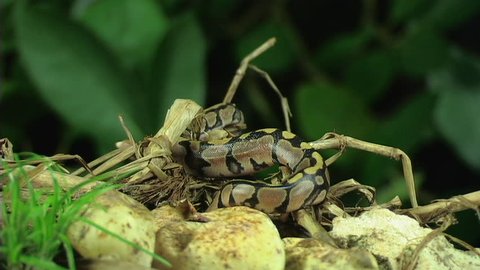 Python Hatchling