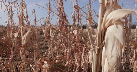 4K Moving shot of corn fields devastated by drought and hail  