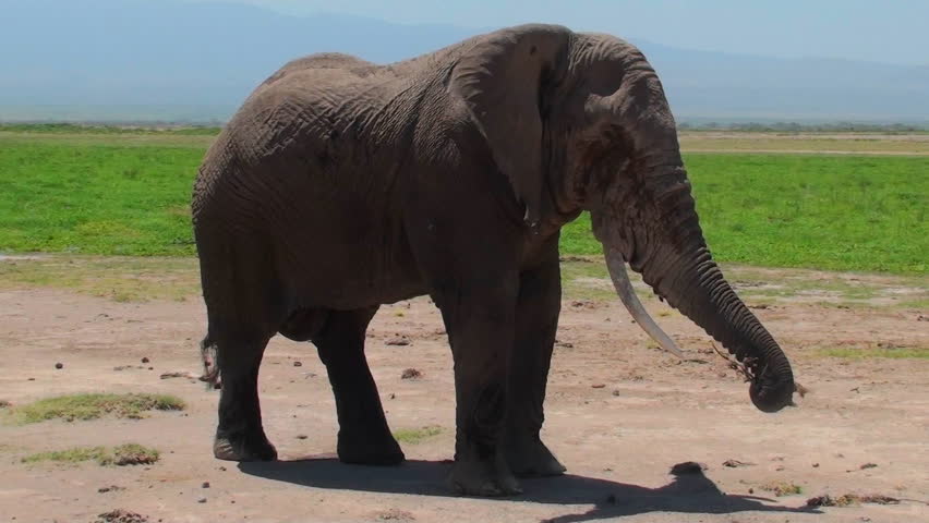 giant soft elephant