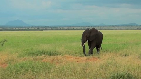 An elephant grazes on the plains of Africa.