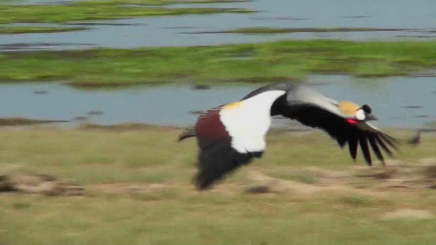 A beautiful slow motion shot of an African crested crane in flight.