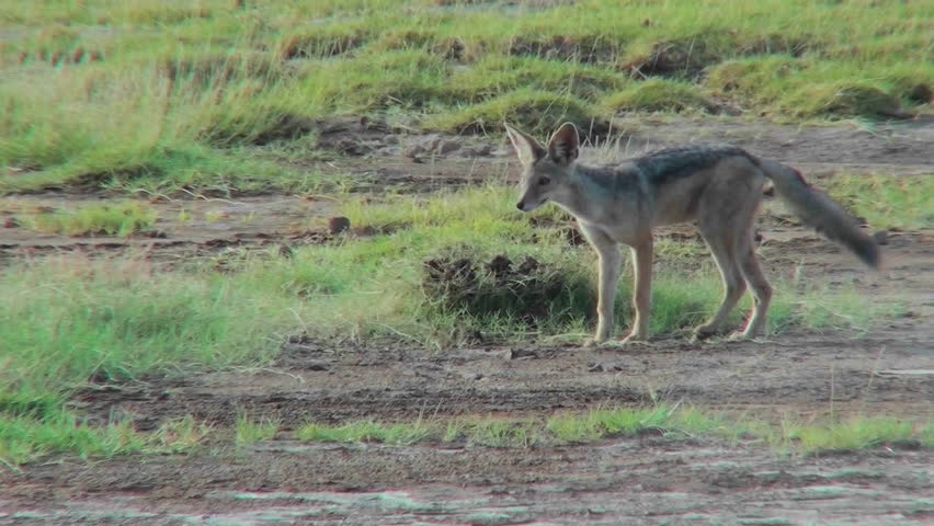 A Jackal Forages for Food Stock Footage Video 100 Royalty Biology Diagrams