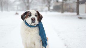 Saint Bernard dog with a blue scarf on during snow fall, video