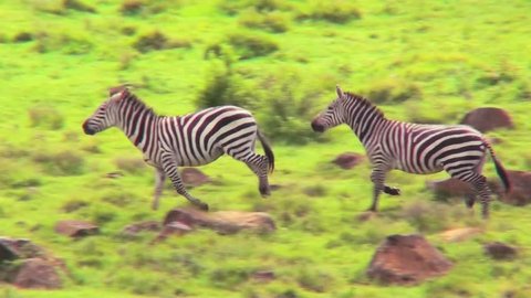 Zebras running in a field in Africa.
