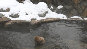 Footage, Japanese snow monkey (macaque) in natural hot spring pond, Jigokudani Wild Monkey Park, Yamanouchi-machi, Nagano ken, Japan