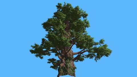 Western Juniper, Tall Old Tree, Sun Rays on a Trunk, Tree on Chroma Key, Alfa, Blue Screen, Lit Trunk of Coniferous Evergreen Tree is Swaying at the Wind, Thick Trunk, Green Crown, Adult Leaves Are