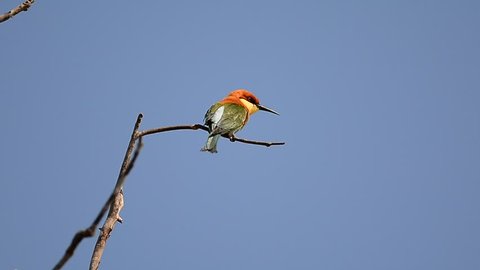 Chestnut-headed Bee-eater from thailand
