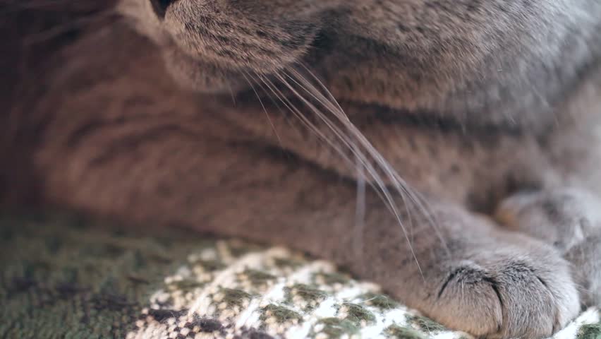British Cat Close-up. The Camera Moves From The Bottom Up.