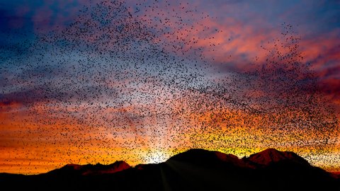 Flock of birds swarming against a sunset sky over mountains 