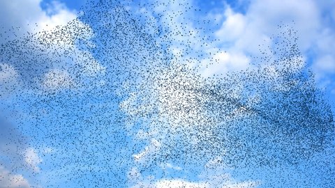 Flock of birds swarming against a blue sky with clouds 