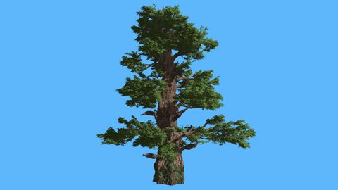Western Juniper, Tall Tree, Lit Trunk, Tree on Chroma Key, Alfa, Blue Screen, Sun Rays and Shadows on a Trunk, Coniferous Evergreen Tree is Swaying at the Wind, Thick Trunk, Green Crown, Adult Leaves