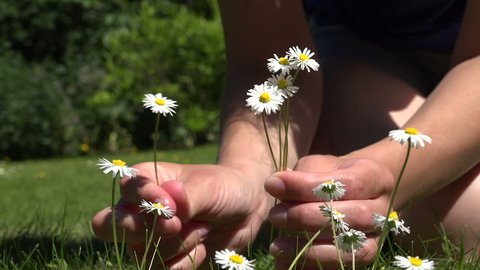 Woman hands pick small daisy flowers growing in lawn. Static closeup shot.
