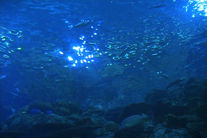 A real view from underwater with fish and coral.  