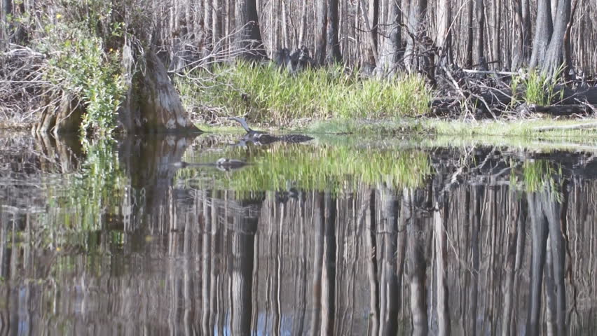 American Alligator (Alligator Mississippiensis) in Cypress swamp.