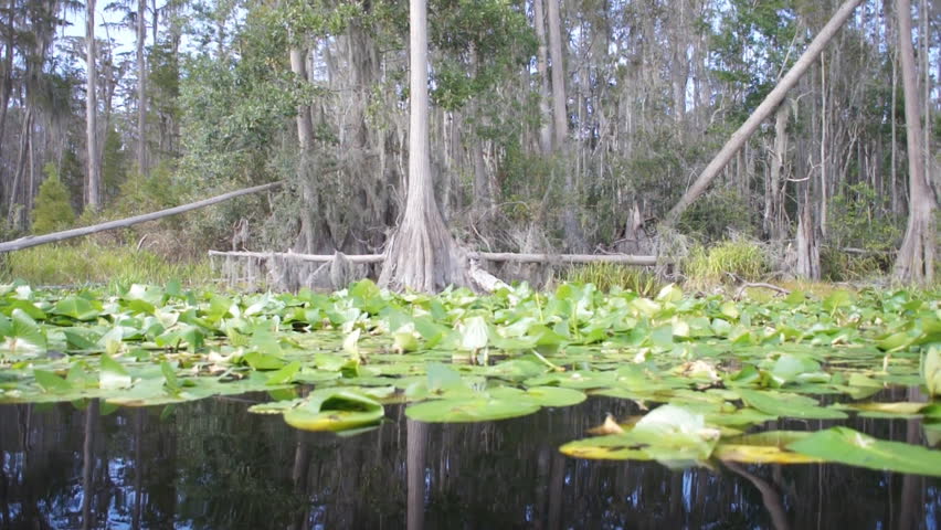 Cypress swamp in southern United States.