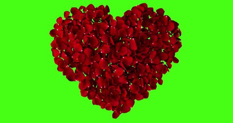 red heart of rose petals flying with vortex on chroma key, green screen background, love and valentine day concept