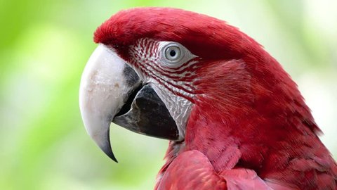 Red Macaw head close-up