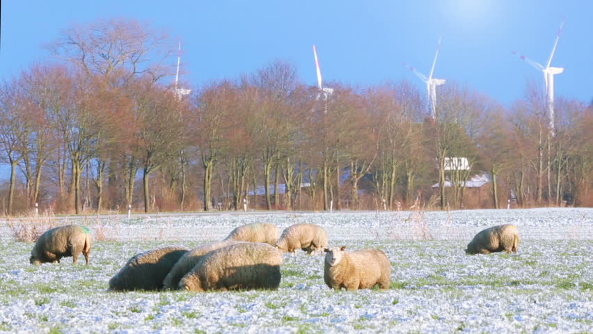 Cattle in the field with windmills on the background