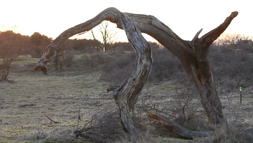 Red Fox Jumping on a Tree Sniffing for Food and Jumping off in the Evening Sunlight in the Dunes