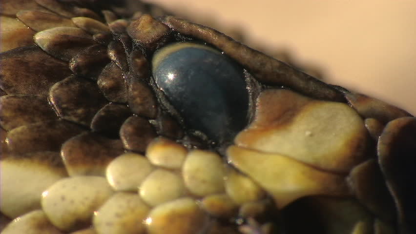 Dragon flies on dead rattlesnake (ECU)
