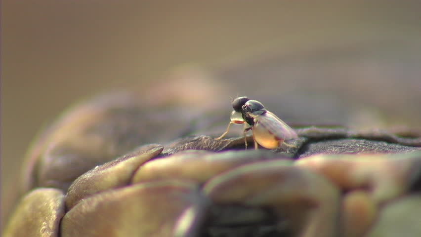 Dragon flies on dead rattlesnake (ECU)