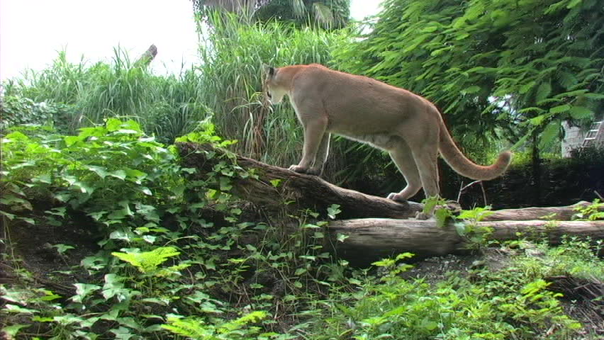 florida panther on fallen tree Stock Footage Video (100% Royalty-free ...