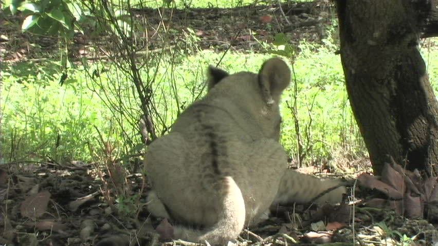 Lion Cub
