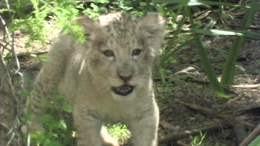 Lion Cub