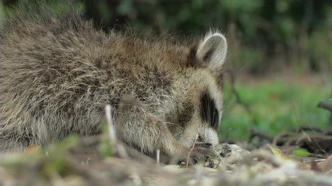 Raccoon Babies (CU)