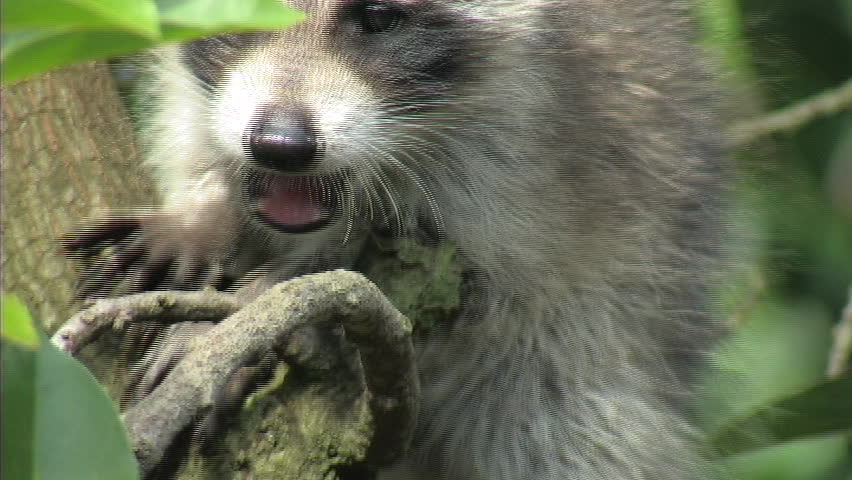 Baby Raccoon in Tree (ECU)