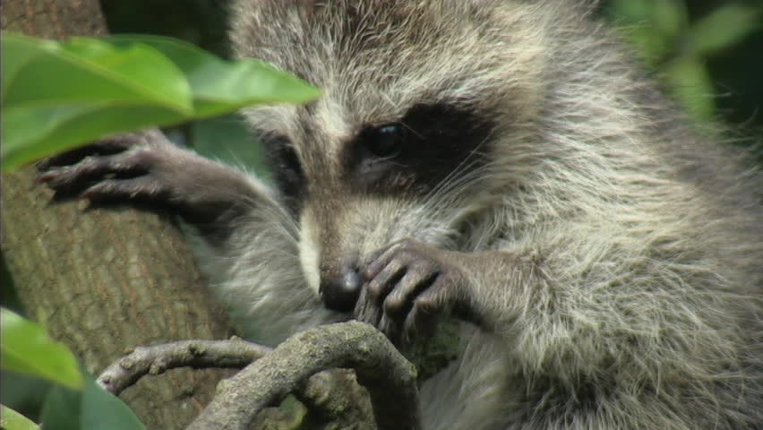 Baby Raccoon in Tree (ECU)
