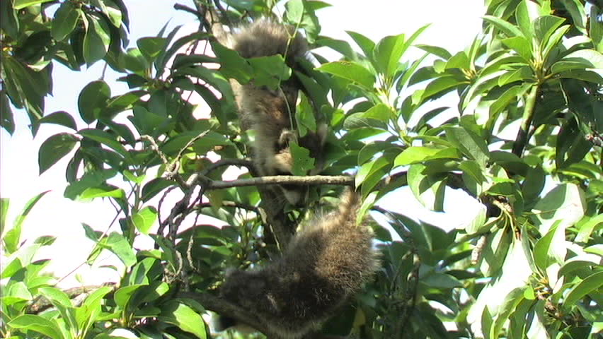 Baby Raccoon in Tree (WS)