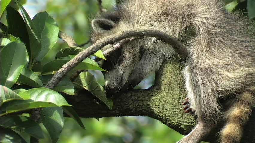 Baby Raccoon in Tree