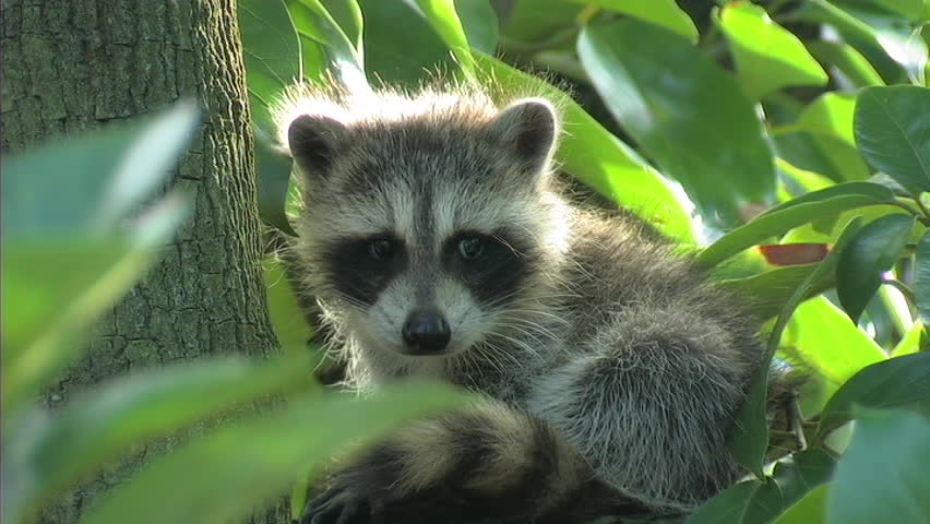 Baby Raccoons in Tree