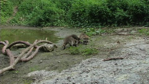 Raccoon Babies and Alligator Hatchlings