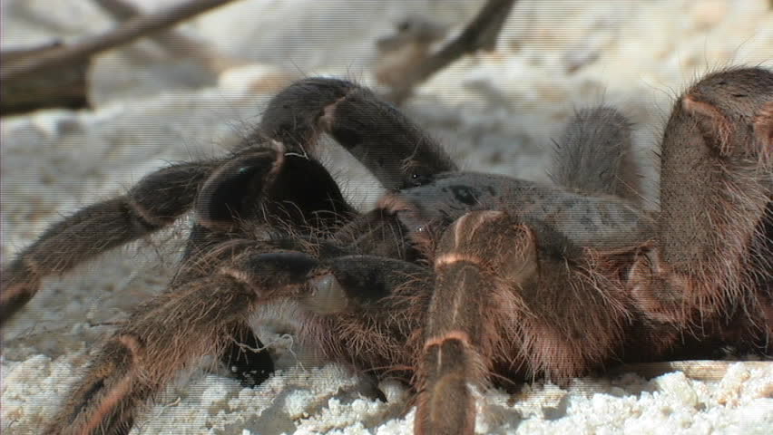 Tarantula