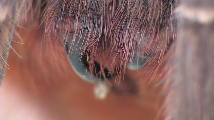 Tarantula (ECU)