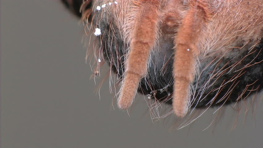 Tarantula (ECU)