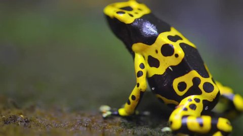 The yellow-banded poison dart frog (Dendrobates leucomelas), also known as yellow-headed poison dart frog or bumblebee poison frog, is a poisonous frog from Dendrobates genus of Dendrobatidae family. Stock Video