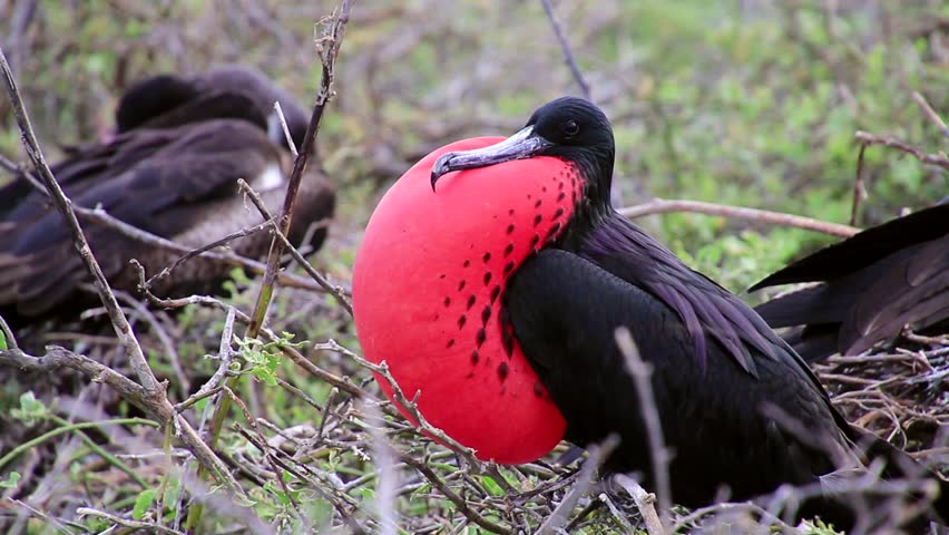 male magnificent frigatebird fregata magnificens inflated Stock Footage ...